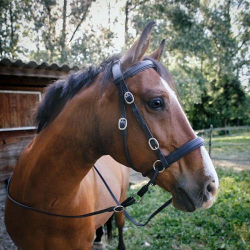Valley Miles Cabezada Snaffle Bitless