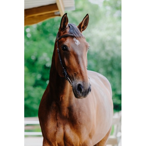 Norton Briglia Snaffle Freedom