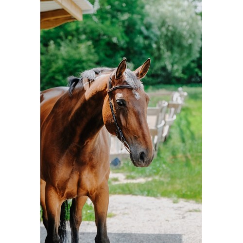 Norton Briglia Snaffle Freedom