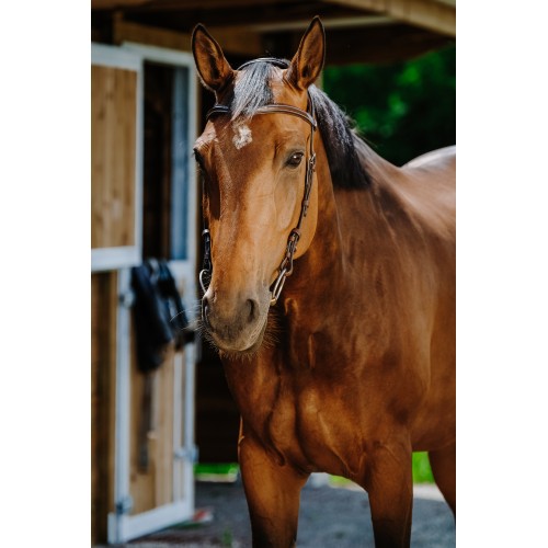 Norton Briglia Snaffle Freedom