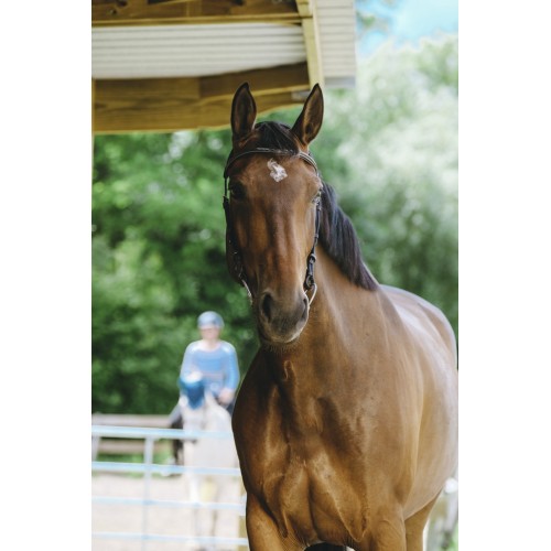 Norton Briglia Snaffle Freedom