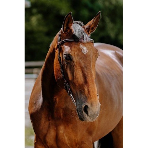 Norton Briglia Snaffle Freedom