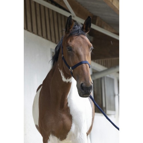 Riding World Cabestro + cuerda Club Riding World Cabestro + cuerda Club