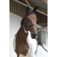 Licol + longe Riding World Club 2