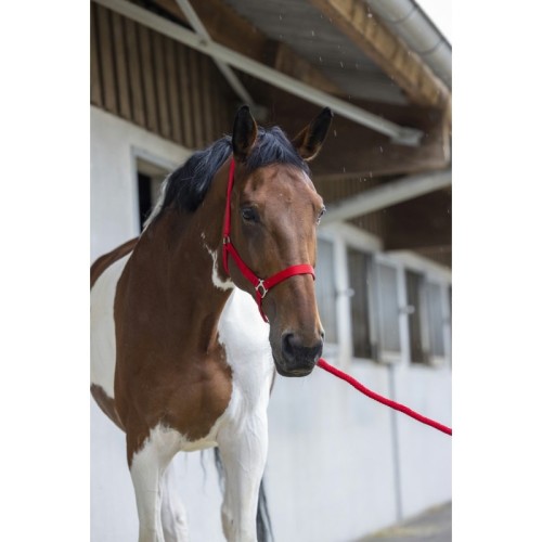 Riding World Halster + touw Club