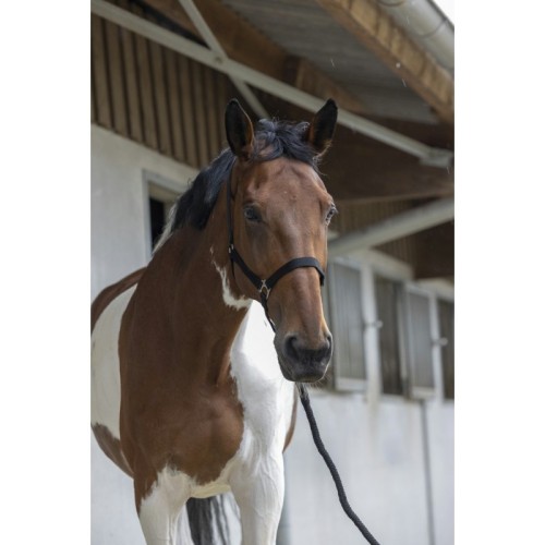 Licol + longe Riding World Club