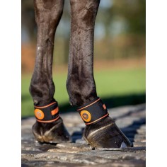 Fesselträgerschutz Magno LeMieux