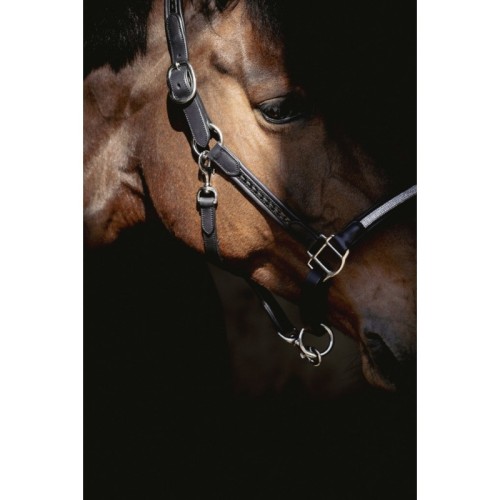 Cabestro Penelope Harmonie