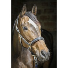 Lederhalfter Penelope Sattlerstich