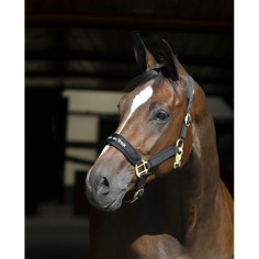 Licol Back On Track® werano Réfléchissant 2