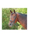 Bridle PISSARRO TDET