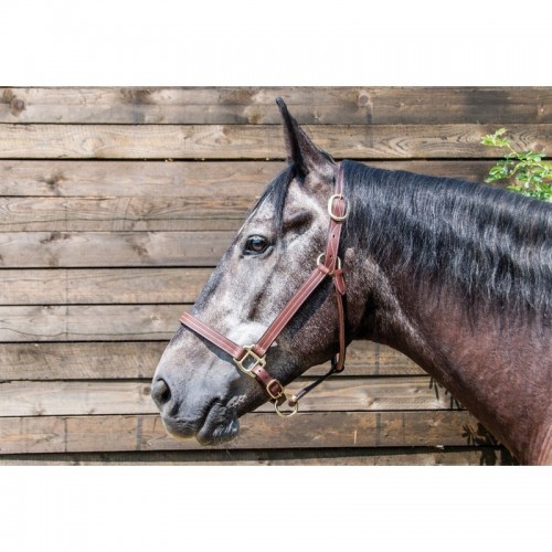 Cavezza in pelle rinforzata con... Cavezza in pelle rinforzata con...