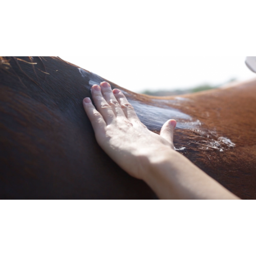 Ravene Kinesyl Ravene Kinesyl