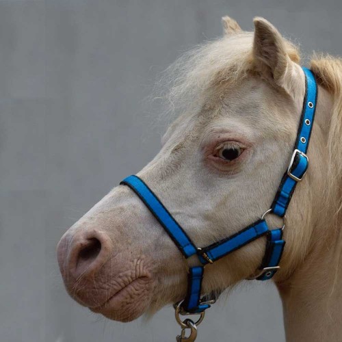 Lami-Cell Halster Shetland met touw