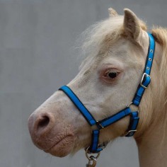 Licol Lami-Cell Shetland con guida e longe