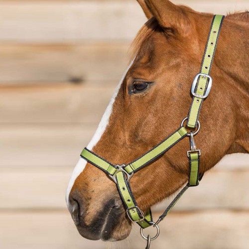 Lami-Cell Halter Nueva diversión