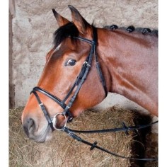 Bridon Bellini par TdeT