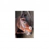 Bridle Sisley con imboccatura incrociata TdeT