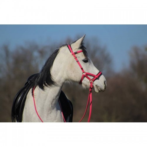 Biotack de tracción lateral TdeT