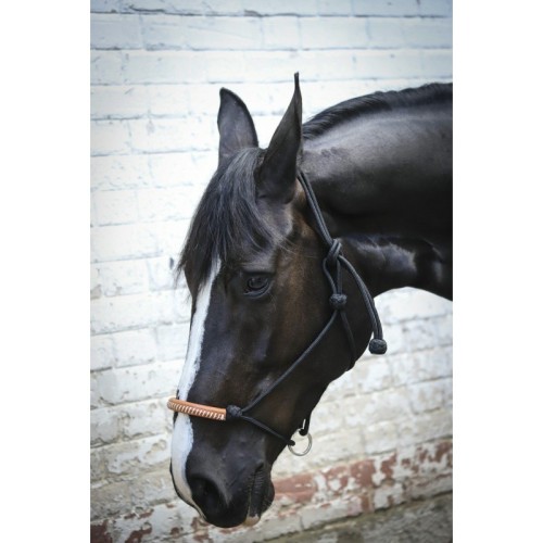 Penelope Amerikaans ethologisch halster